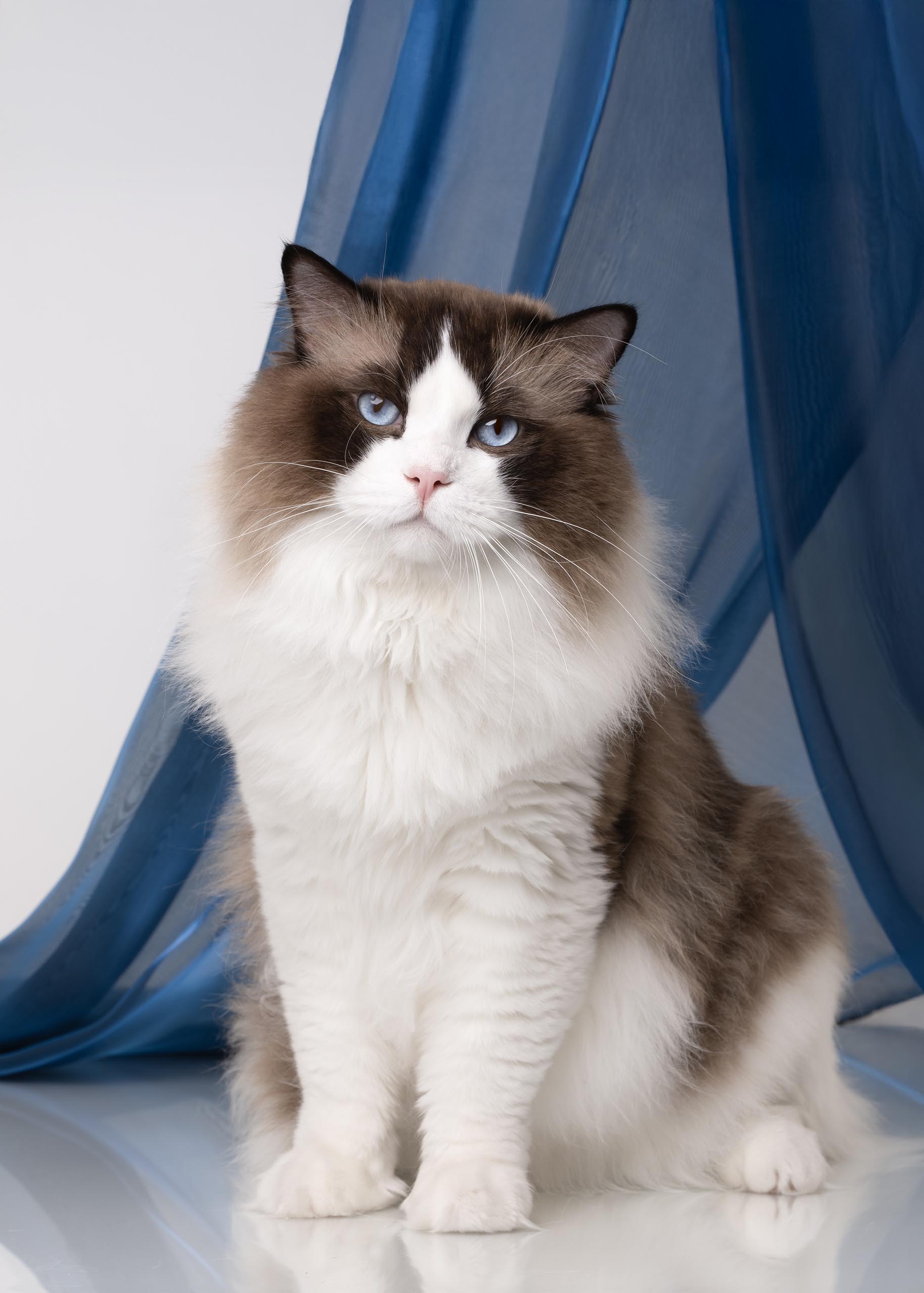 GECH. Great Mews E. A. Paw
